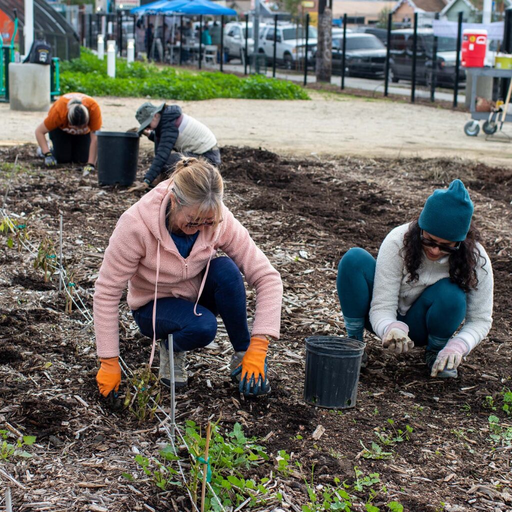 Two female volunteers planting plants in a community garden in southern California.