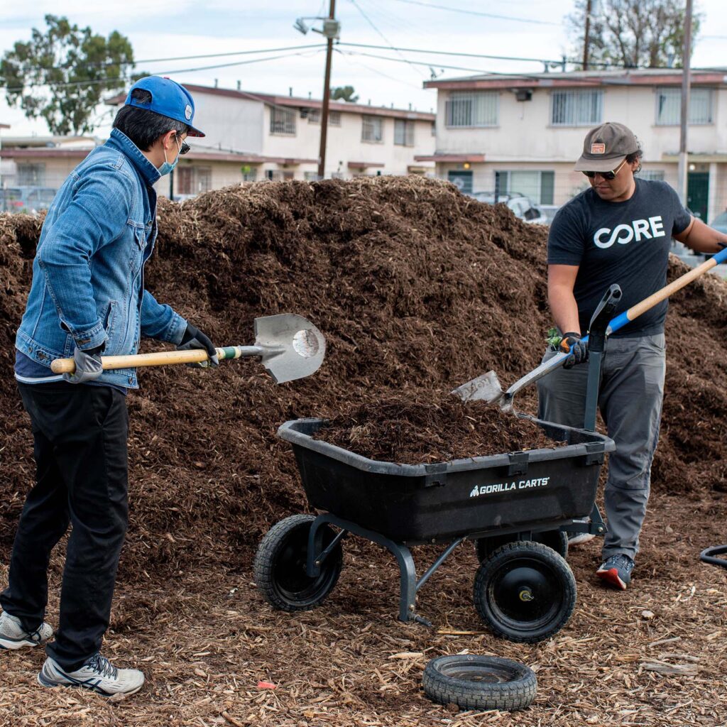 Two volunteers shoveling mulch into a wheel barrow in a community garden in southern California.