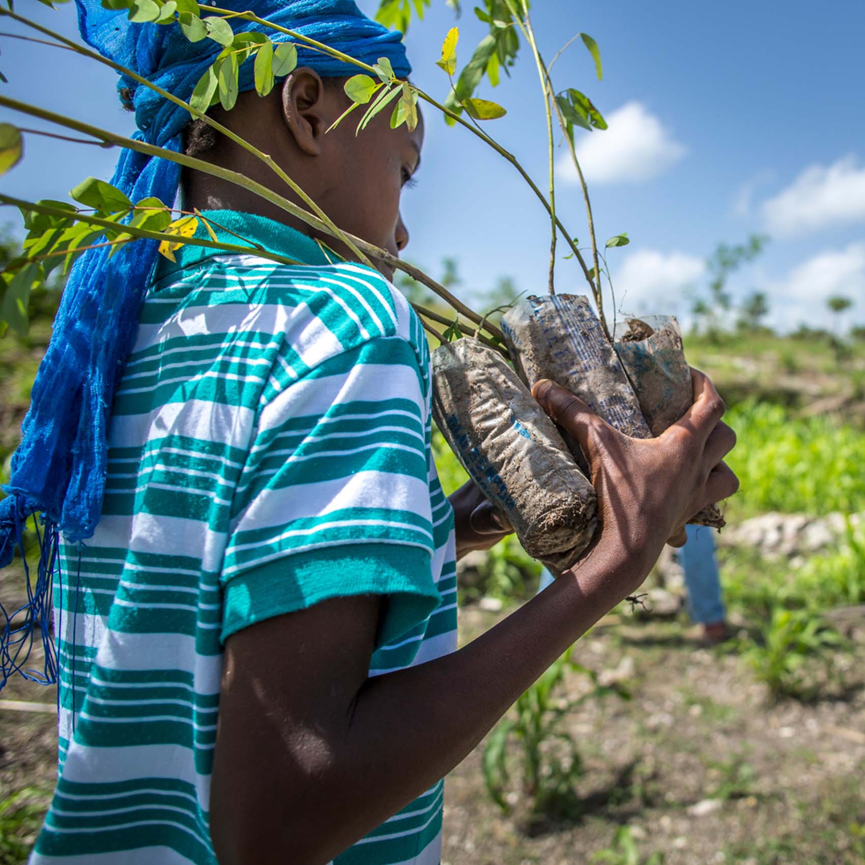 A Haitian carrying moringa tree saplings.