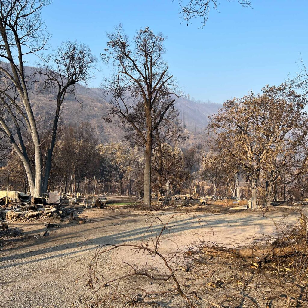 A picture of fire damage in northern California. Scorched trees and brush.