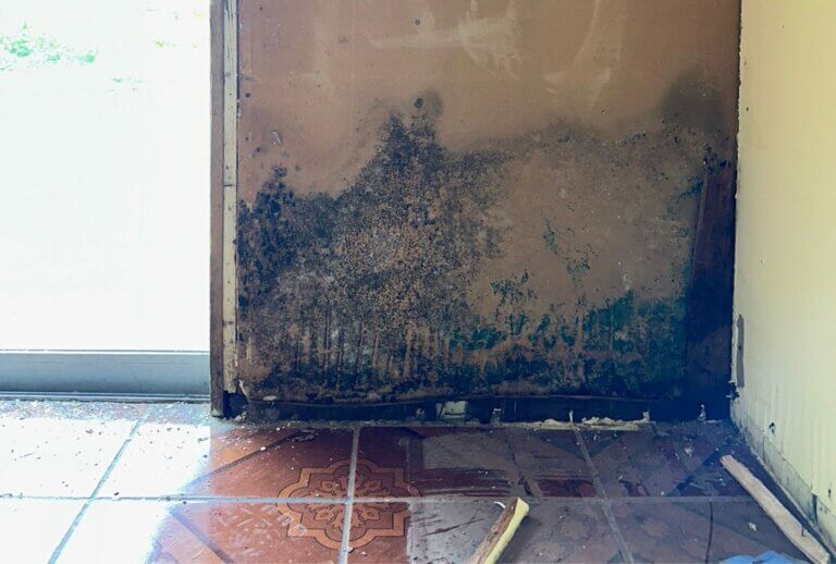 JA TX floods mold