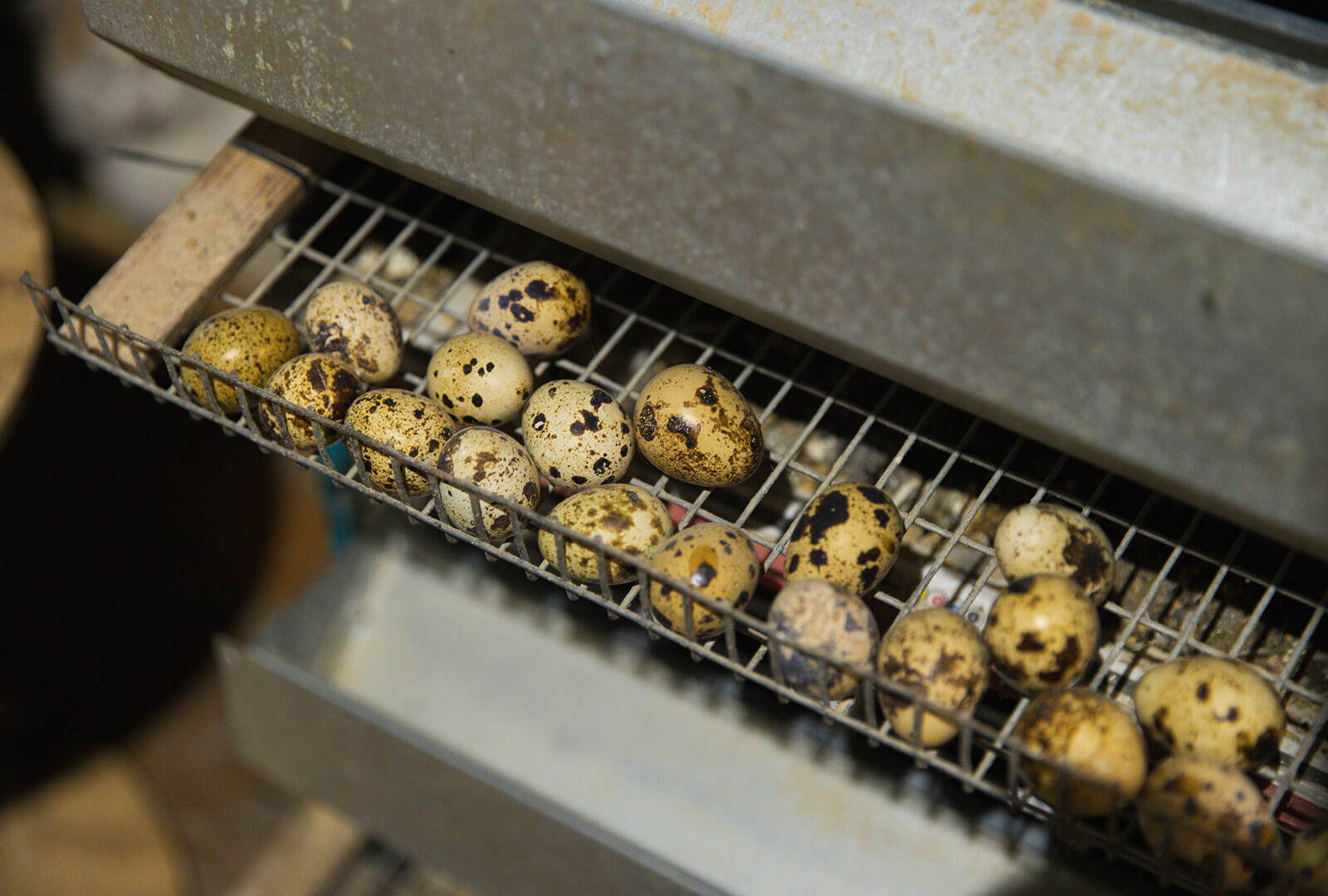 A close-up photo of qual eggs in a hopper.