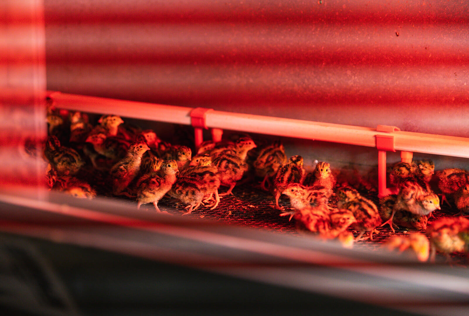 A close up shot of a dozen quail in an incubator.