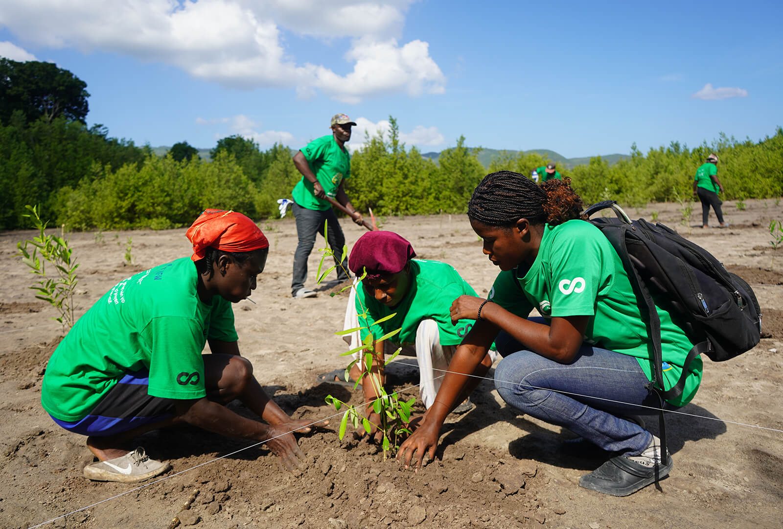 In Haiti, community members receive cash incentives to restore land by planting thousands of indigenous white and grey mangrove seedlings.