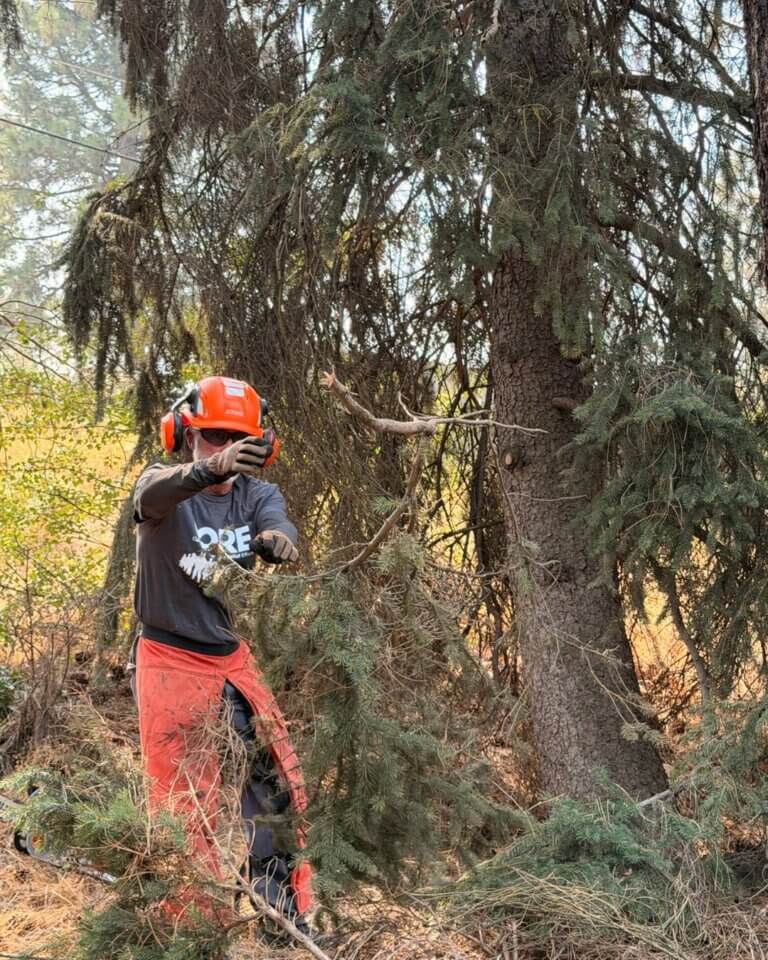 Man clears branches from forest tree