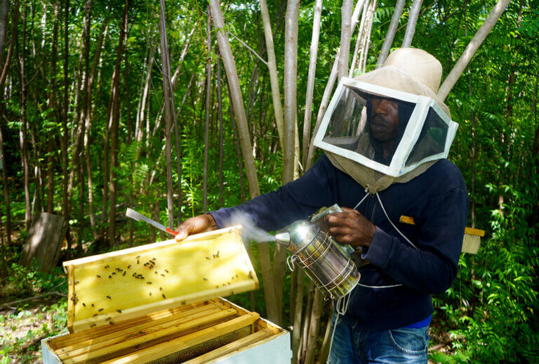 A man wearing a beekeeping outfit applies smoke to an exposed bee hive to keep the bees calm.