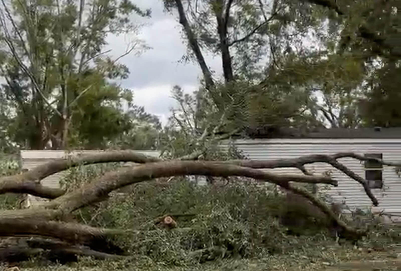 A downed tree after a hurricane in Florida.